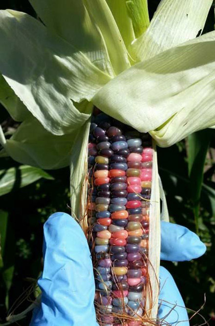 色彩斑斓的玉米，舍不得吃的节奏。