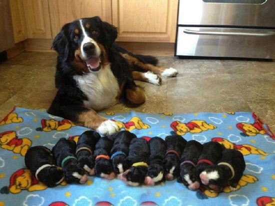 伟大的妈妈，狗母亲和她的12个孩子们....
