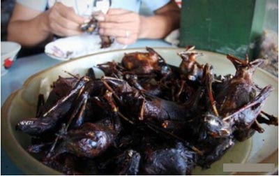 重口味食物：蝙蝠大餐