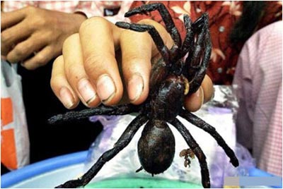 重口味食物：柬埔寨油炸蜘蛛
