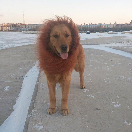 这狮子狗真像狗狮子啊