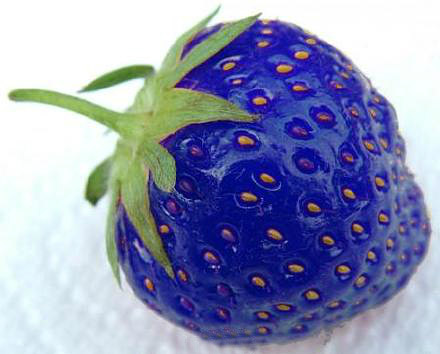 蓝色草莓，草莓界的新宠，好吃不贵！