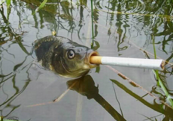 做了一辈子的鱼，不抽一支烟，都不好意思说自个会游水