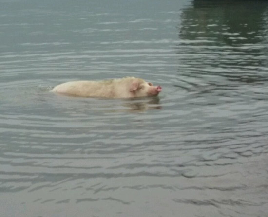 会游泳的猪，你会游泳吗？以后要骂人说比猪笨。