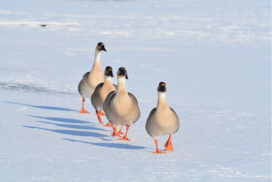雪后，鸭子们排队去觅食