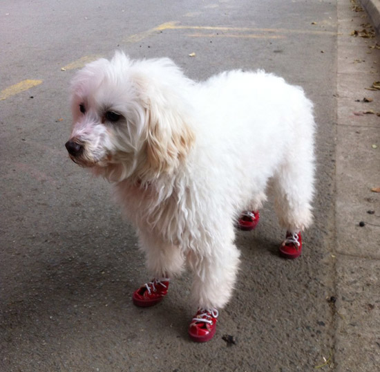 最贴心的小红鞋子，狗狗幸福啊