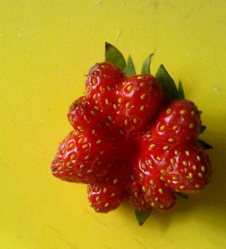 这一窝草莓有9个崽崽
