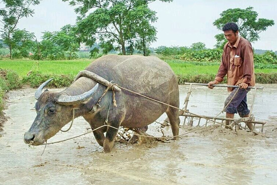 种水稻之前的准备工作向农民致敬,以及这憨厚的老黄牛