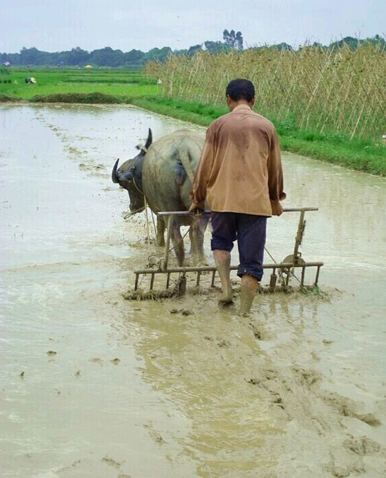种水稻之前的准备工作向农民致敬,以及这憨厚的老黄牛