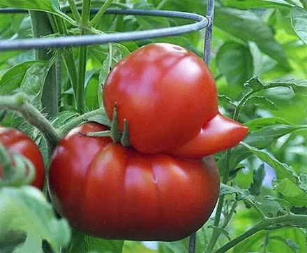 如此不安分的西红柿，总想做鸭子