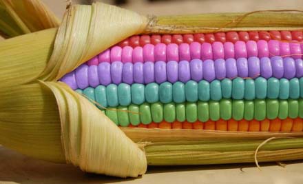 彩色的玉米，是不是看起来特有食欲呢