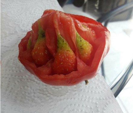 这是西红柿要和草莓结婚的节奏吗