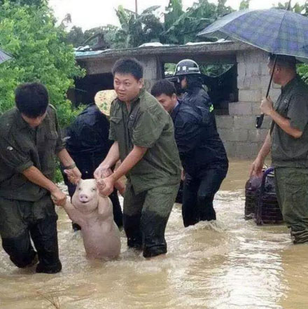 就算是一头猪,遇到灾难也要笑对人生