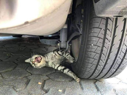 准备开车了,车底出现一只猫,吓得车主赶紧前去