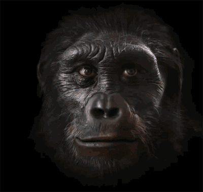 人类上下5000年从猿猴变成人的动态图